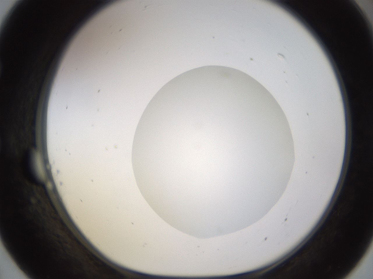 folderID562_plateID1562_batchID6303_wellNum55_profileID1_d1_r101418_ef.jpg