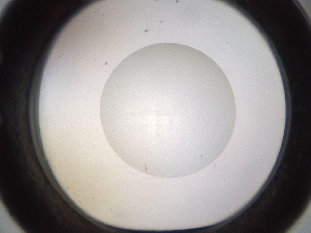 folderID562_plateID1562_batchID6303_wellNum56_profileID1_d1_r101419_ef.jpg