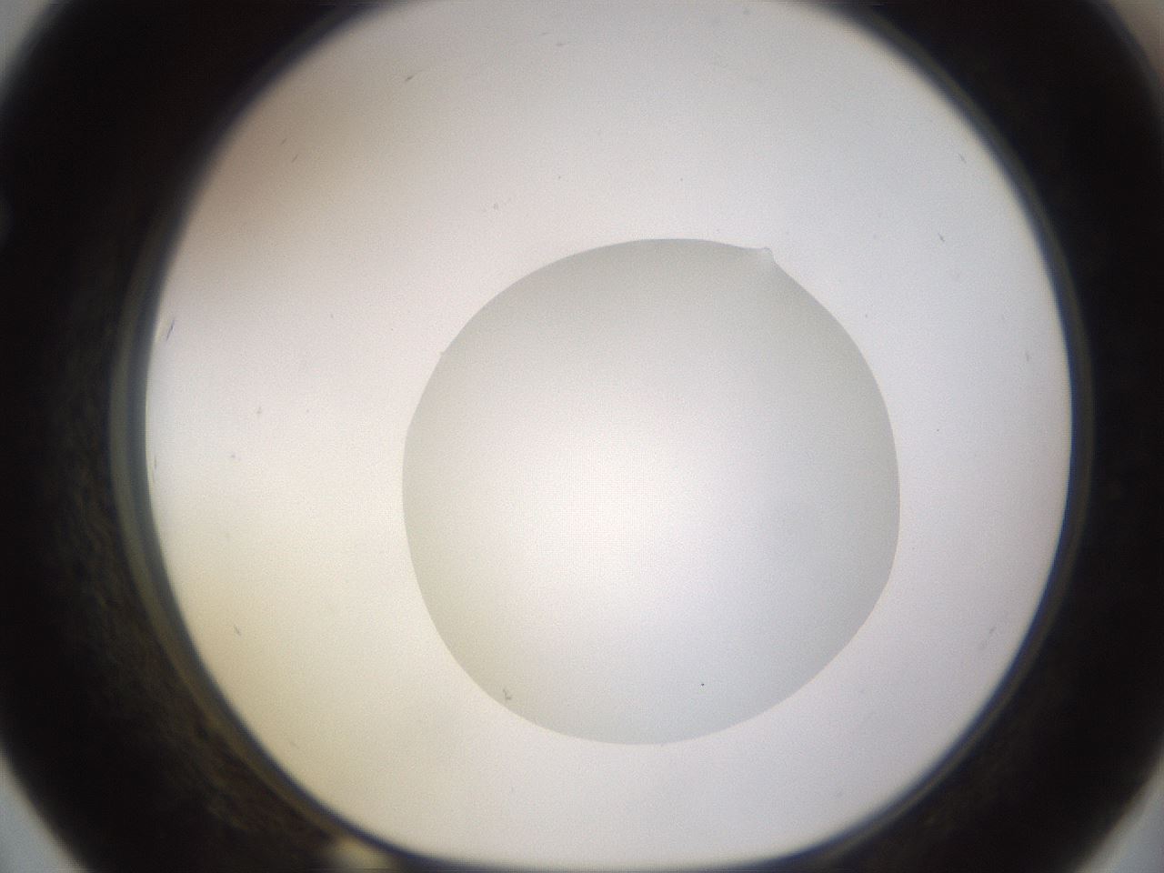 folderID562_plateID1562_batchID6303_wellNum67_profileID1_d1_r101430_ef.jpg