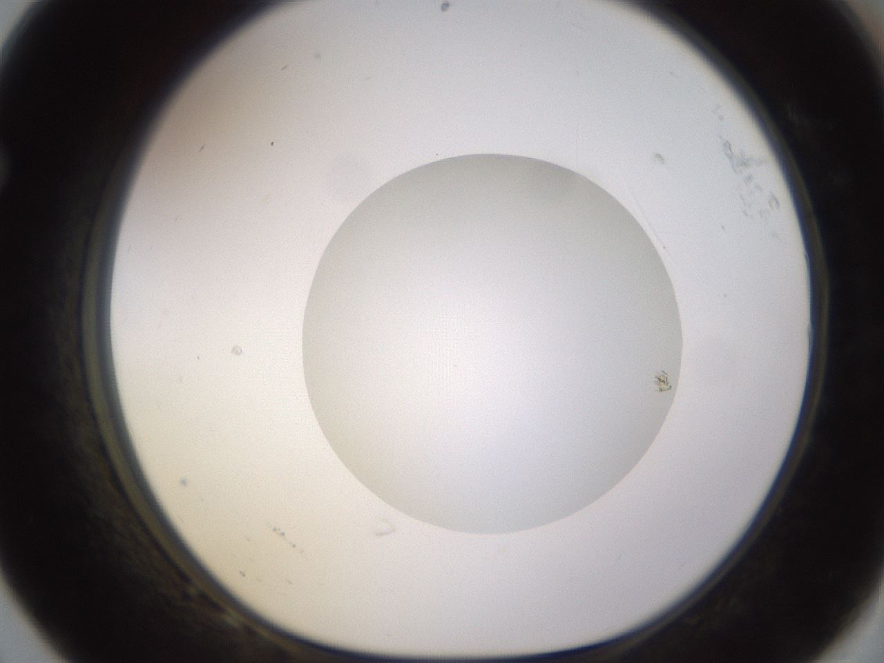folderID562_plateID1562_batchID6303_wellNum68_profileID1_d1_r101431_ef.jpg