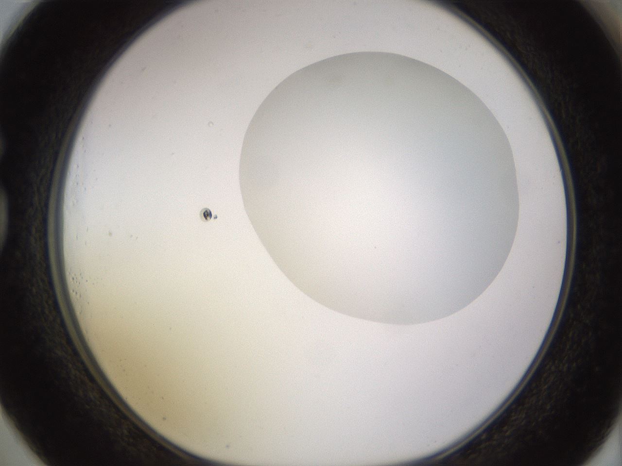 folderID562_plateID1562_batchID6303_wellNum73_profileID1_d1_r101436_ef.jpg