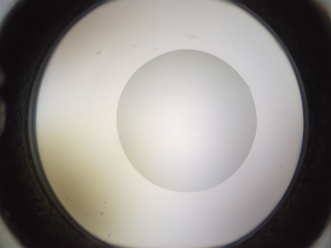 folderID562_plateID1562_batchID6303_wellNum74_profileID1_d1_r101437_ef.jpg