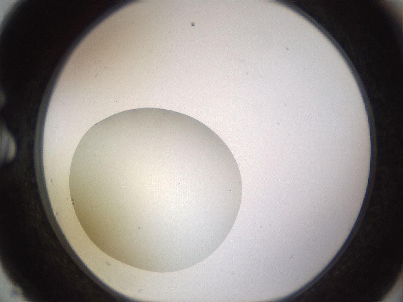 folderID562_plateID1562_batchID6303_wellNum75_profileID1_d1_r101438_ef.jpg