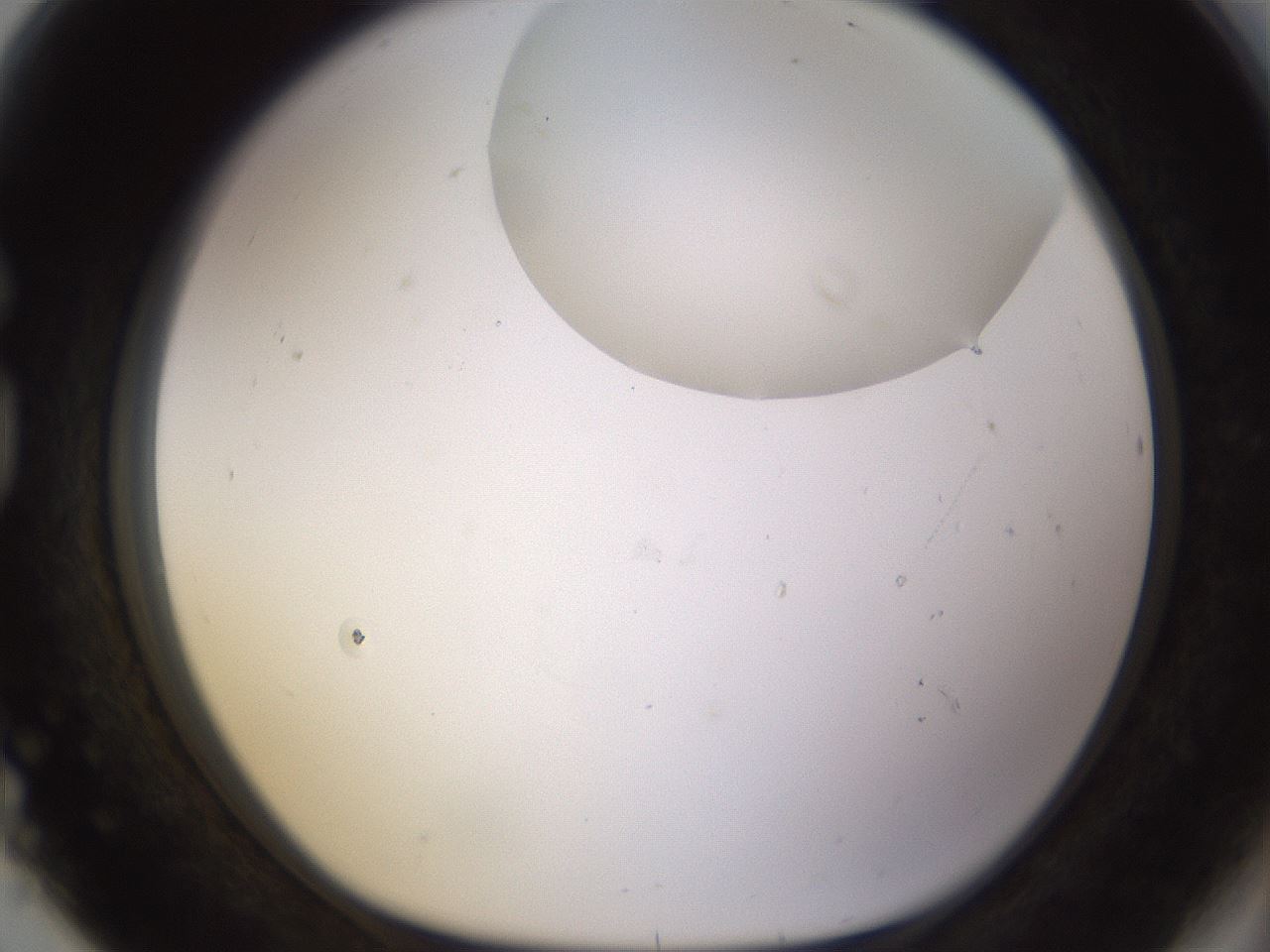 folderID562_plateID1562_batchID6303_wellNum80_profileID1_d1_r101443_ef.jpg
