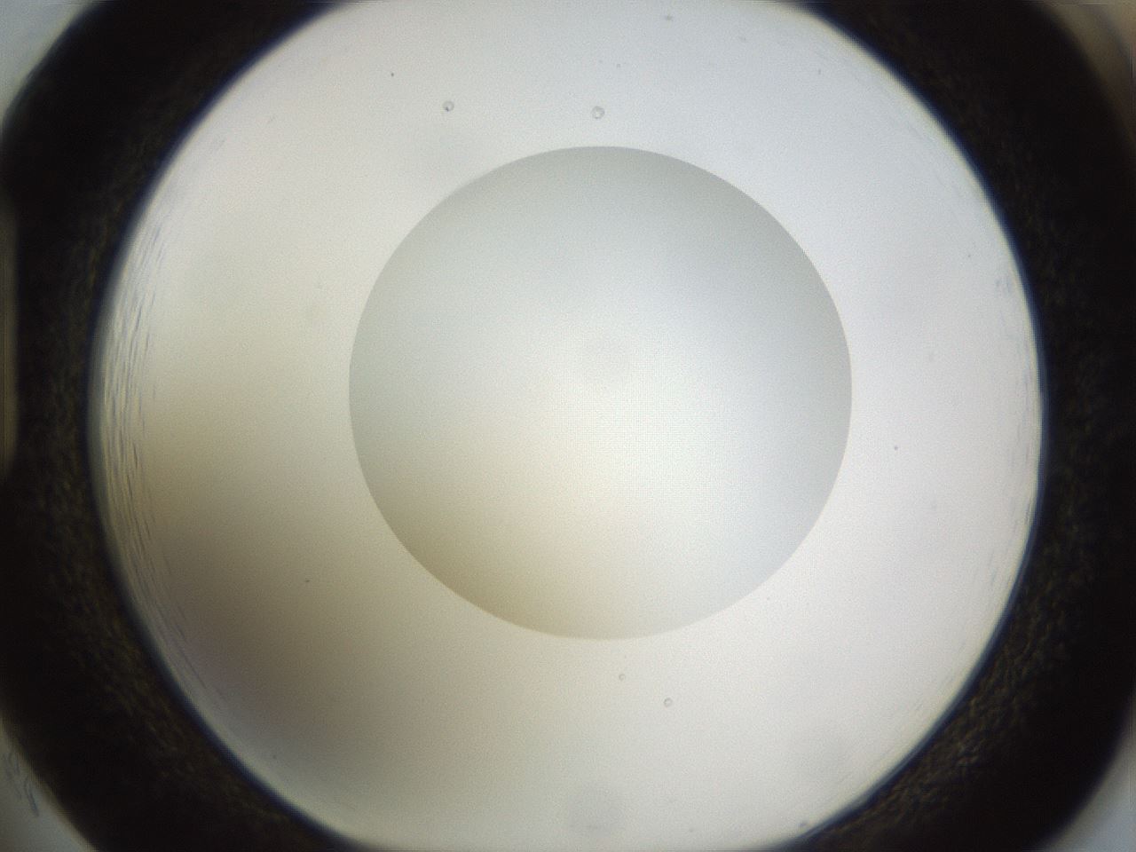 folderID562_plateID1562_batchID6303_wellNum85_profileID1_d1_r101448_ef.jpg