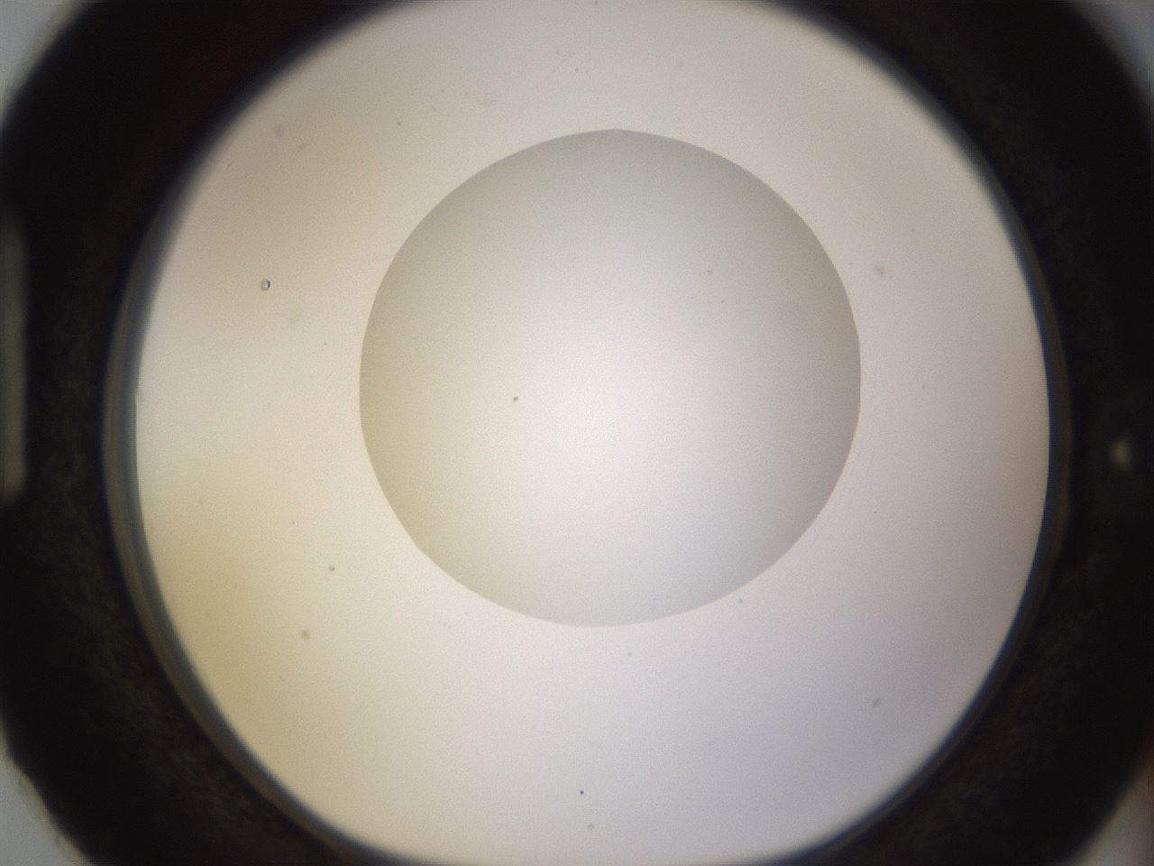 folderID562_plateID1562_batchID6303_wellNum87_profileID1_d1_r101450_ef.jpg