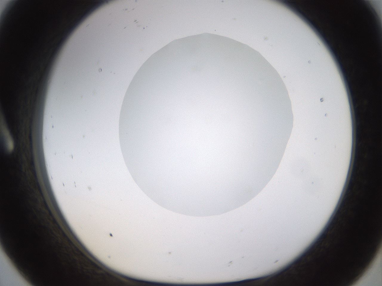folderID562_plateID1562_batchID6303_wellNum8_profileID1_d1_r101371_ef.jpg