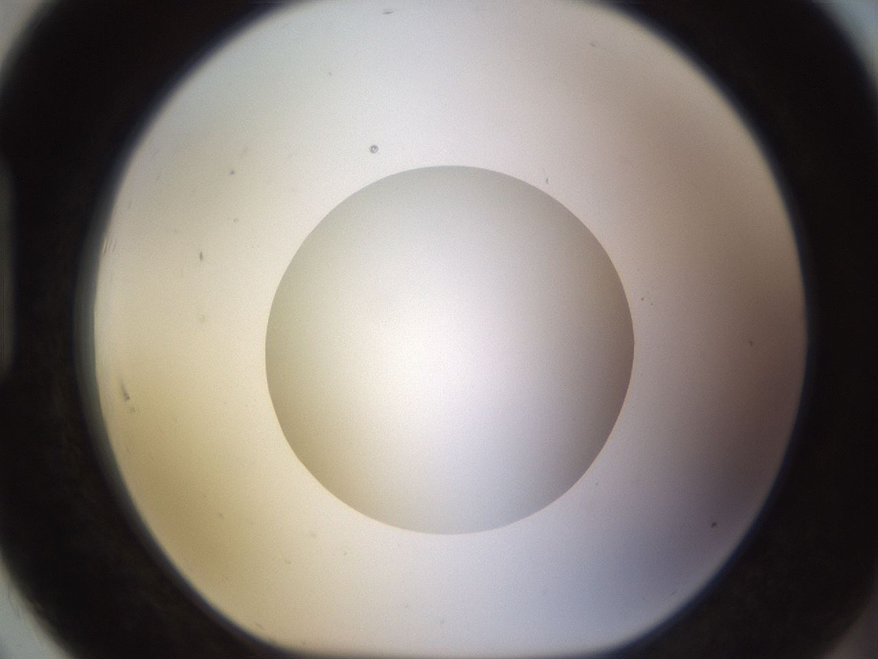 folderID562_plateID1562_batchID6303_wellNum91_profileID1_d1_r101454_ef.jpg