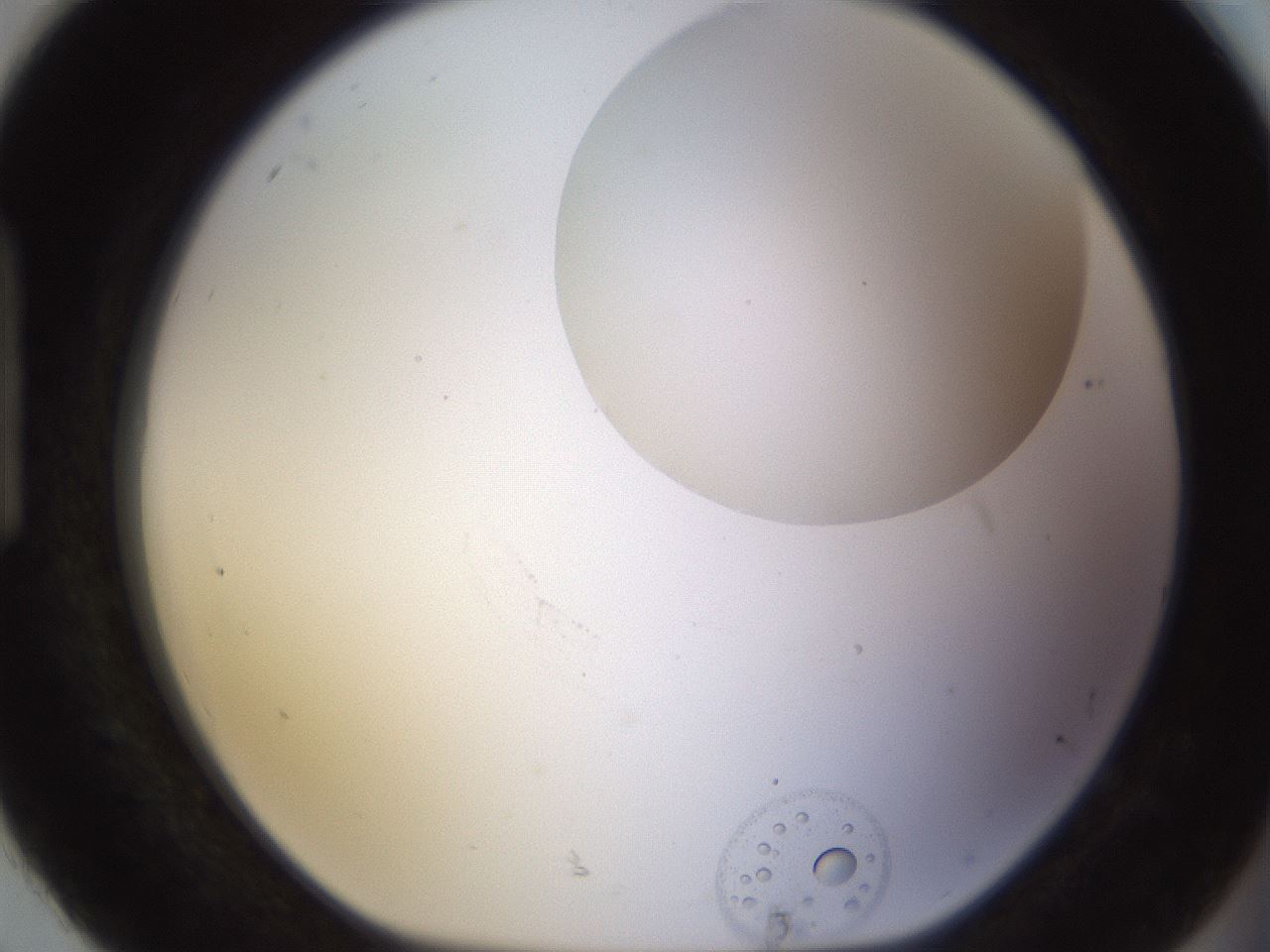 folderID562_plateID1562_batchID6303_wellNum92_profileID1_d1_r101455_ef.jpg