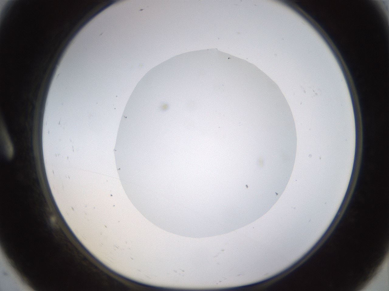 folderID562_plateID1562_batchID6303_wellNum9_profileID1_d1_r101372_ef.jpg