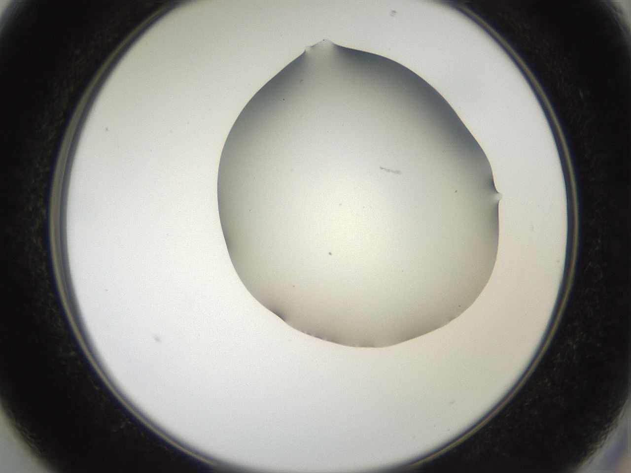 folderID562_plateID2562_batchID12850_wellNum13_profileID1_d2_r195106_ef.jpg