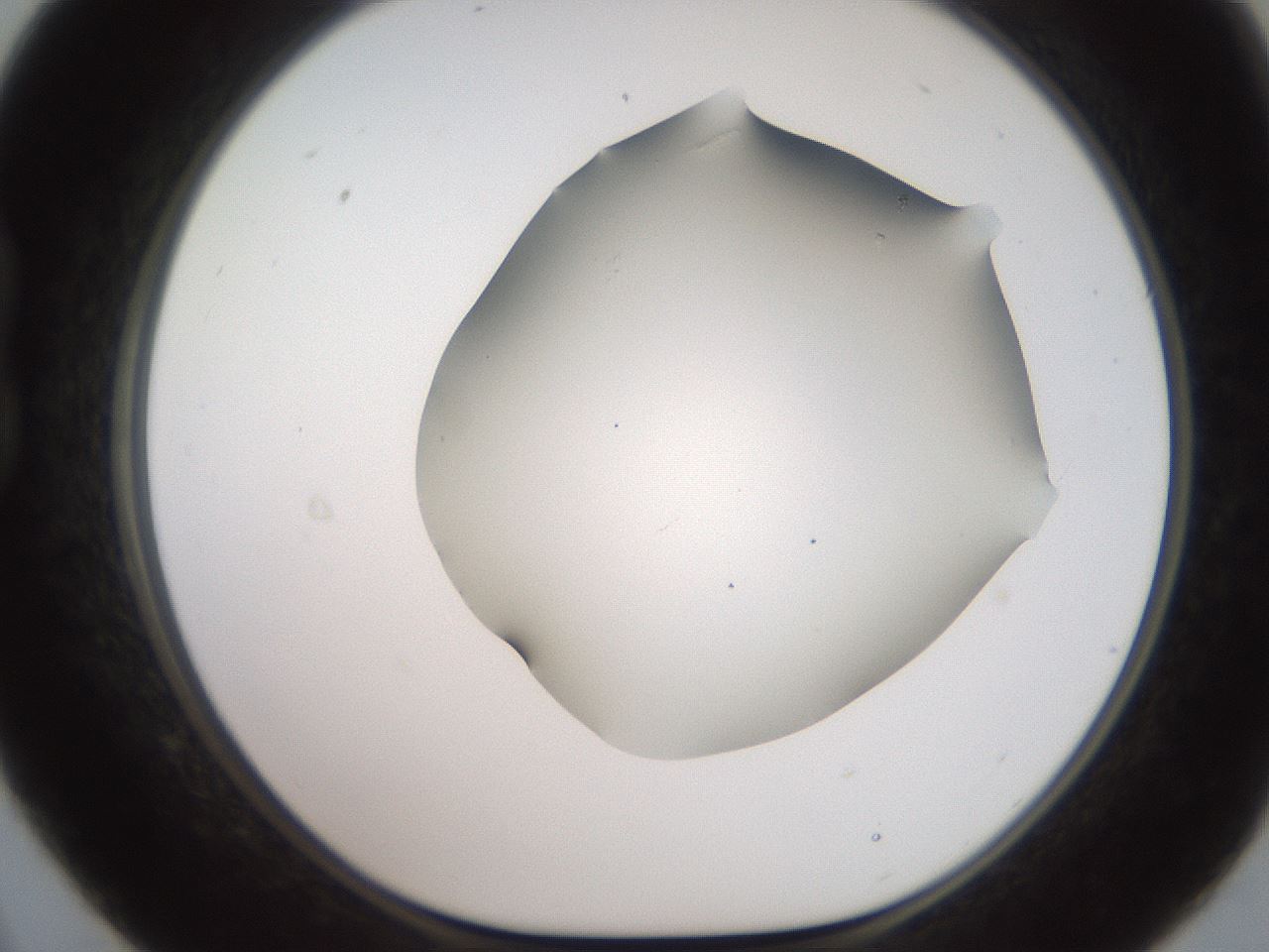 folderID562_plateID2562_batchID12850_wellNum21_profileID1_d1_r195121_ef.jpg