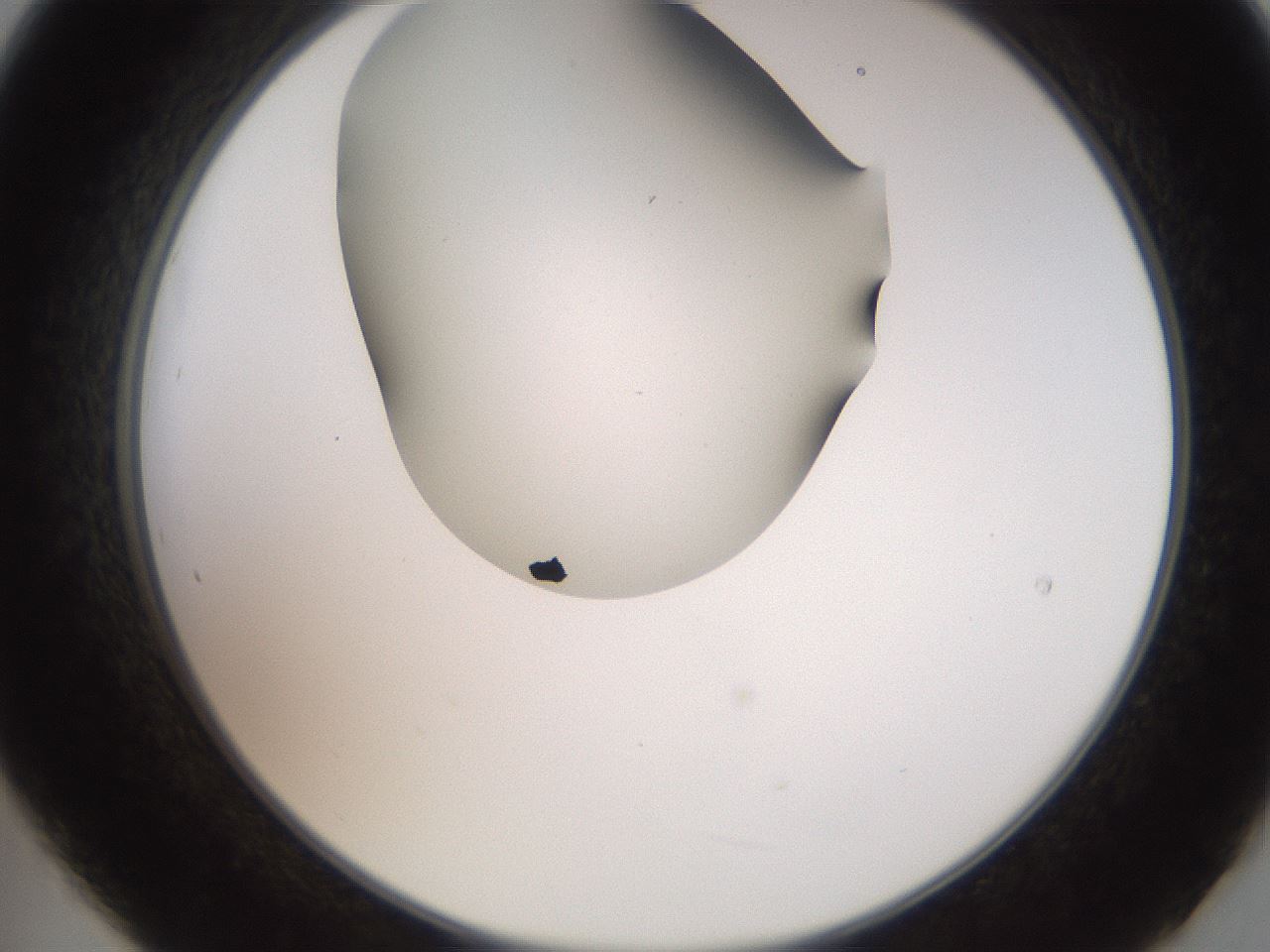 folderID562_plateID2562_batchID12850_wellNum21_profileID1_d2_r195122_ef.jpg