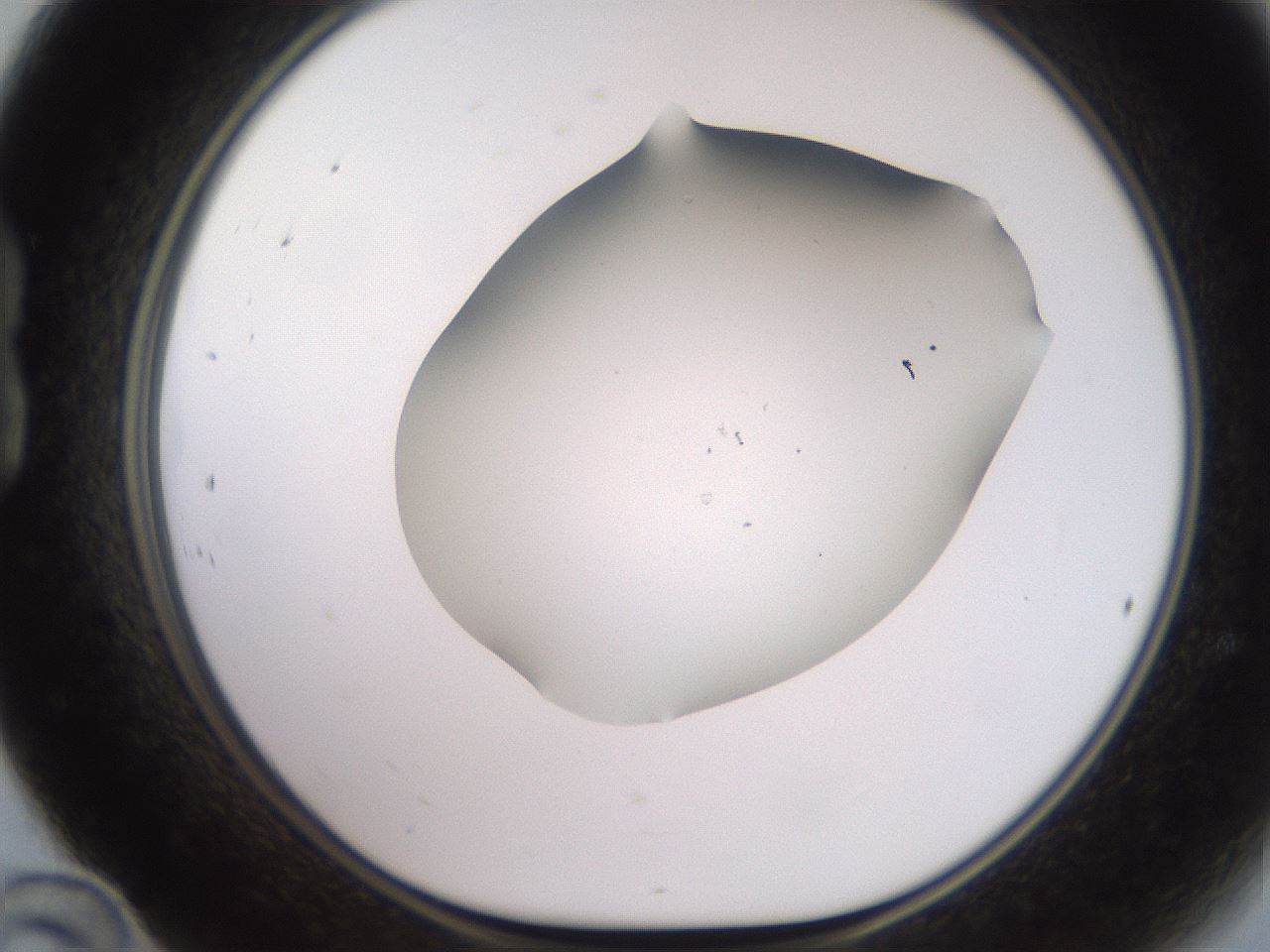 folderID562_plateID2562_batchID12850_wellNum24_profileID1_d1_r195127_ef.jpg