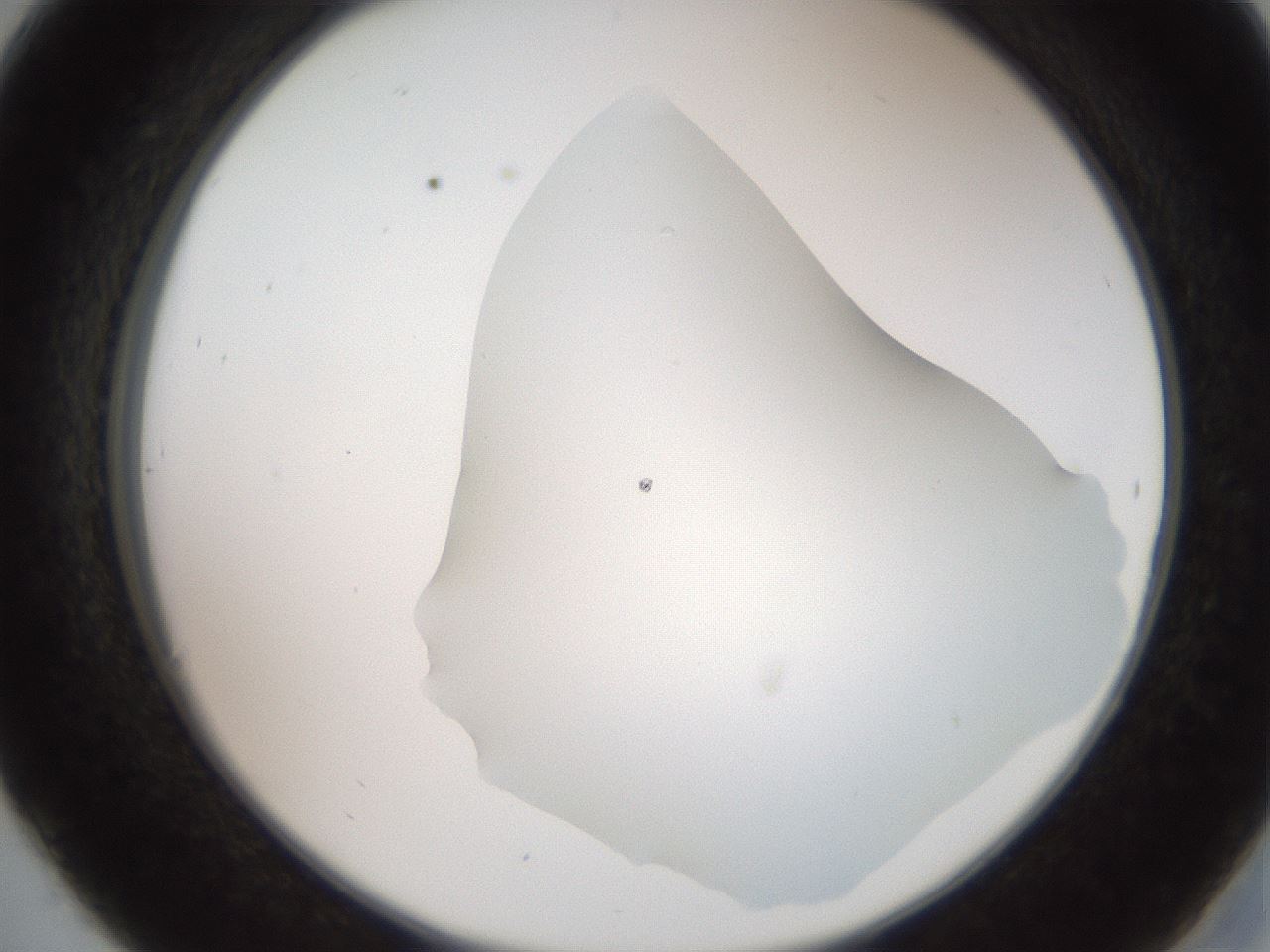 folderID562_plateID2562_batchID12850_wellNum30_profileID1_d2_r195140_ef.jpg