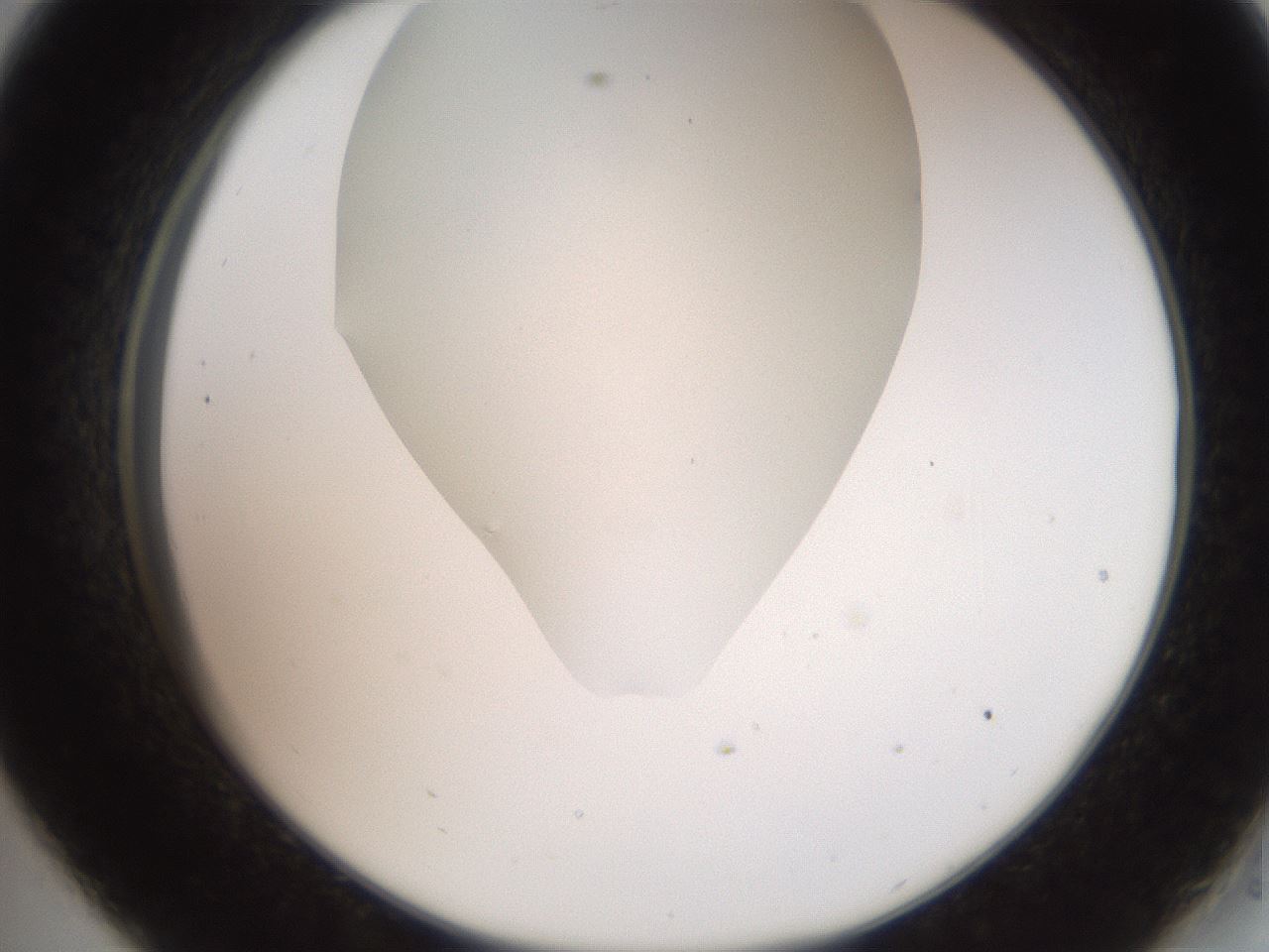 folderID562_plateID2562_batchID12850_wellNum33_profileID1_d2_r195146_ef.jpg