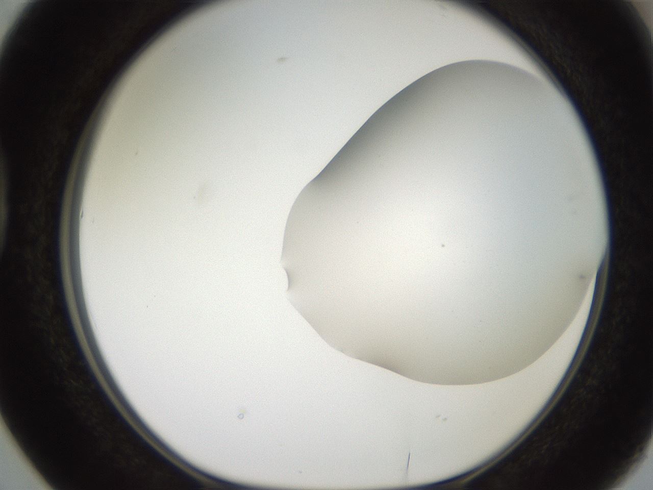 folderID562_plateID2562_batchID12850_wellNum38_profileID1_d1_r195155_ef.jpg