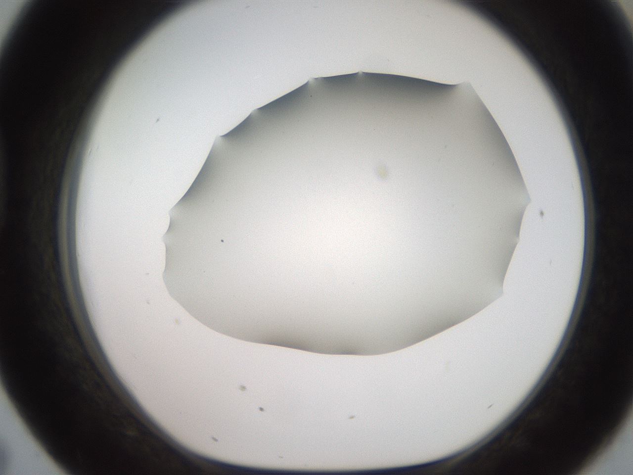 folderID562_plateID2562_batchID12850_wellNum43_profileID1_d1_r195165_ef.jpg