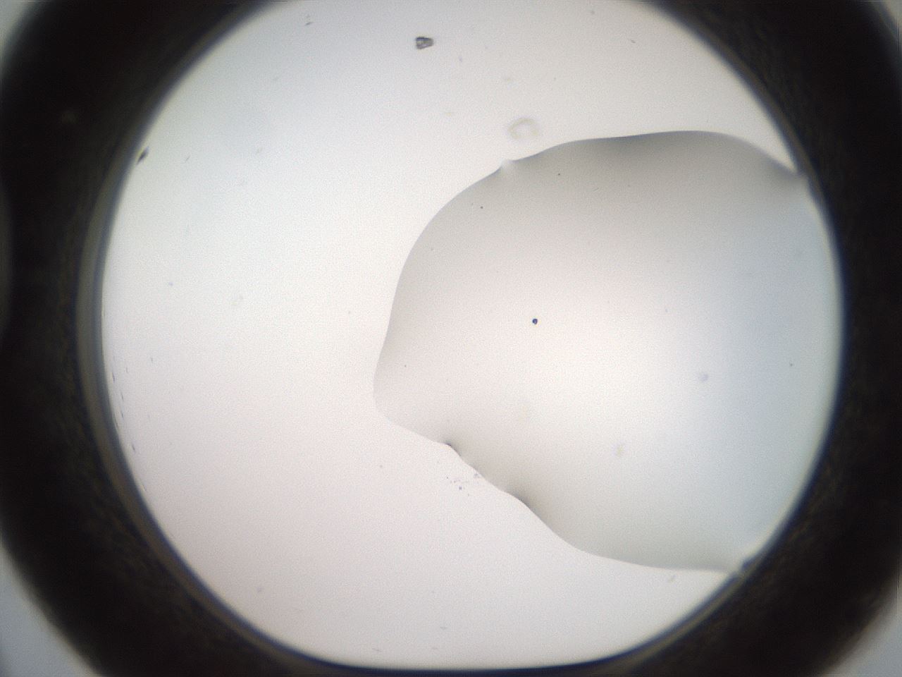folderID562_plateID2562_batchID12850_wellNum44_profileID1_d1_r195167_ef.jpg