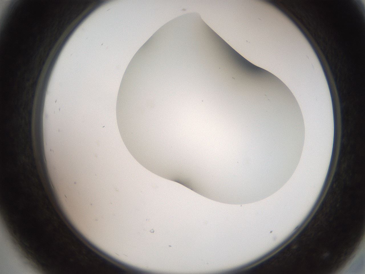 folderID562_plateID2562_batchID12850_wellNum44_profileID1_d2_r195168_ef.jpg