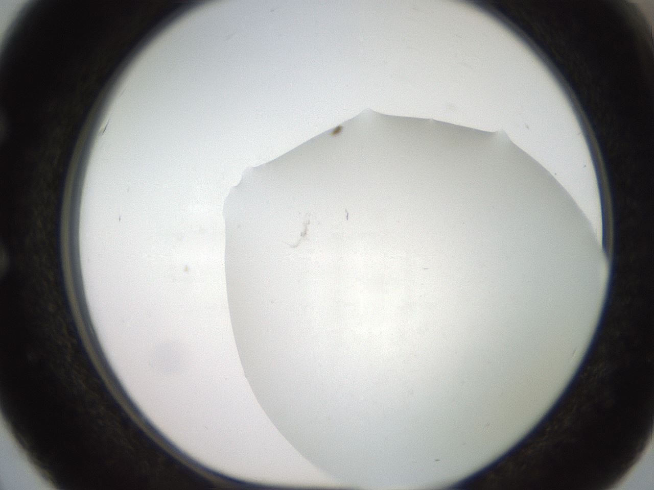 folderID562_plateID2562_batchID12850_wellNum51_profileID1_d1_r195181_ef.jpg