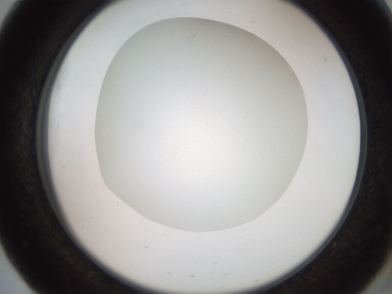 folderID562_plateID2562_batchID12850_wellNum51_profileID1_d2_r195182_ef.jpg