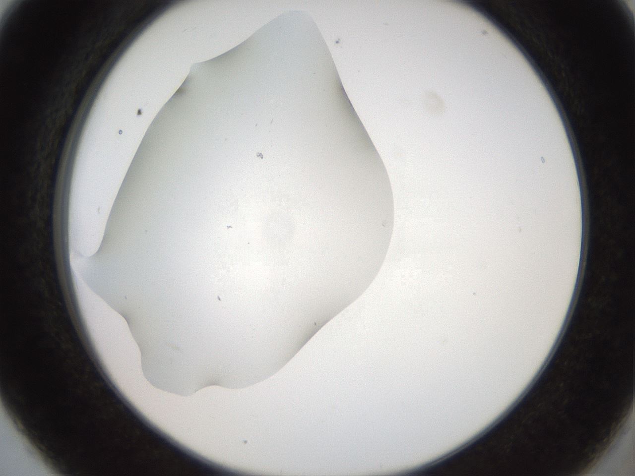 folderID562_plateID2562_batchID12850_wellNum5_profileID1_d2_r195090_ef.jpg