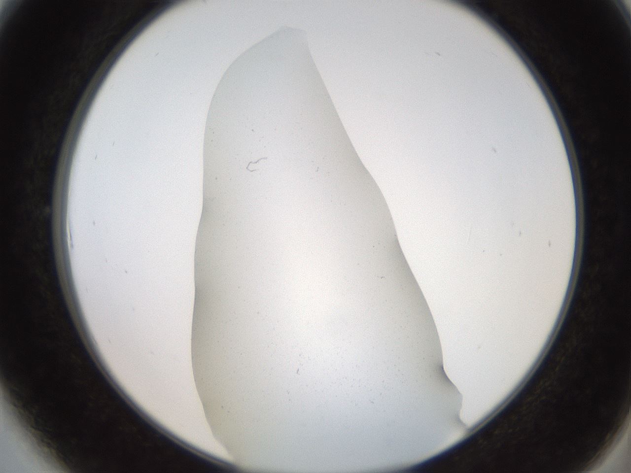 folderID562_plateID2562_batchID12850_wellNum6_profileID1_d2_r195092_ef.jpg