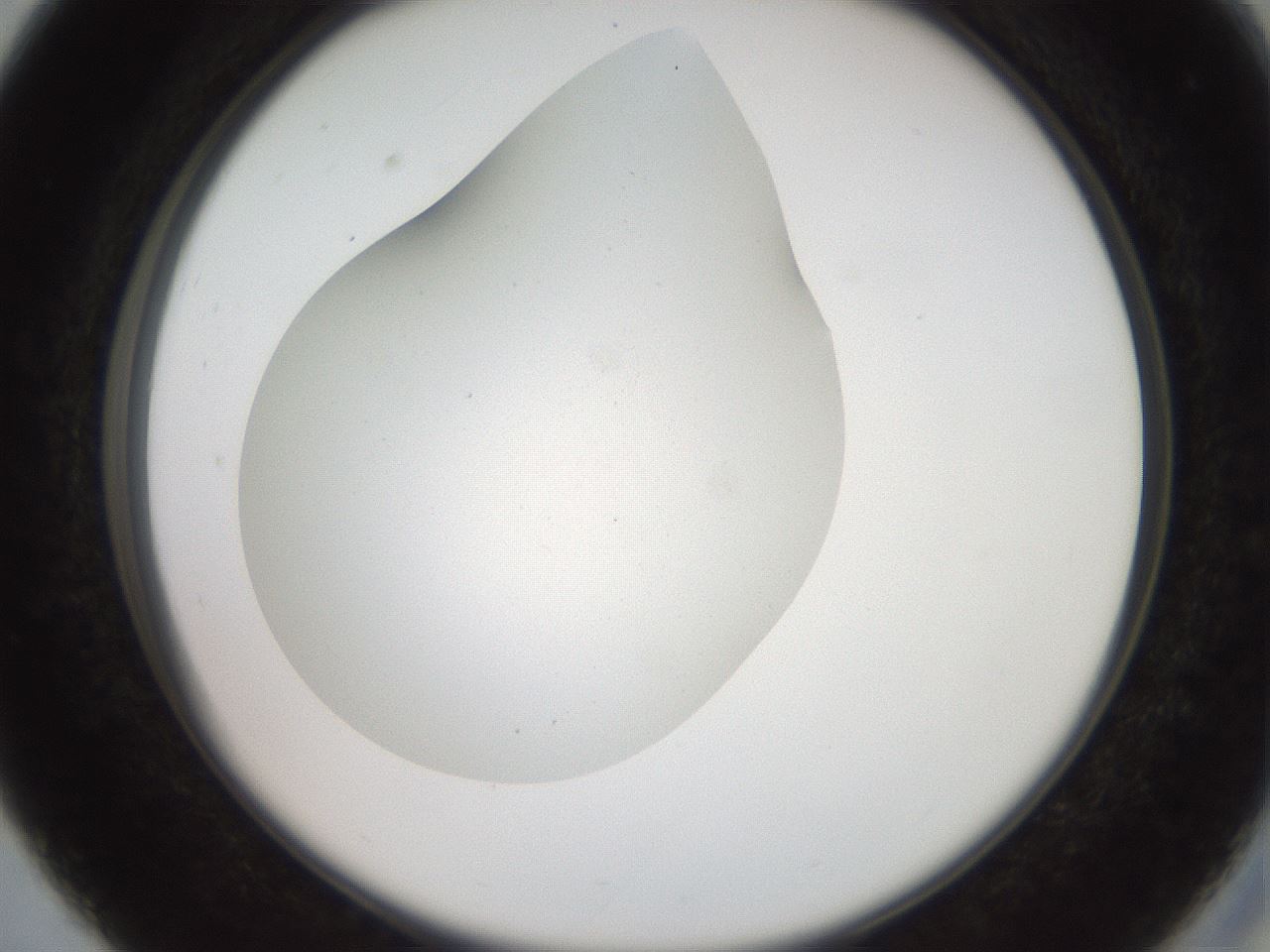 folderID562_plateID2562_batchID12850_wellNum27_profileID1_d2_r195134_ef.jpg