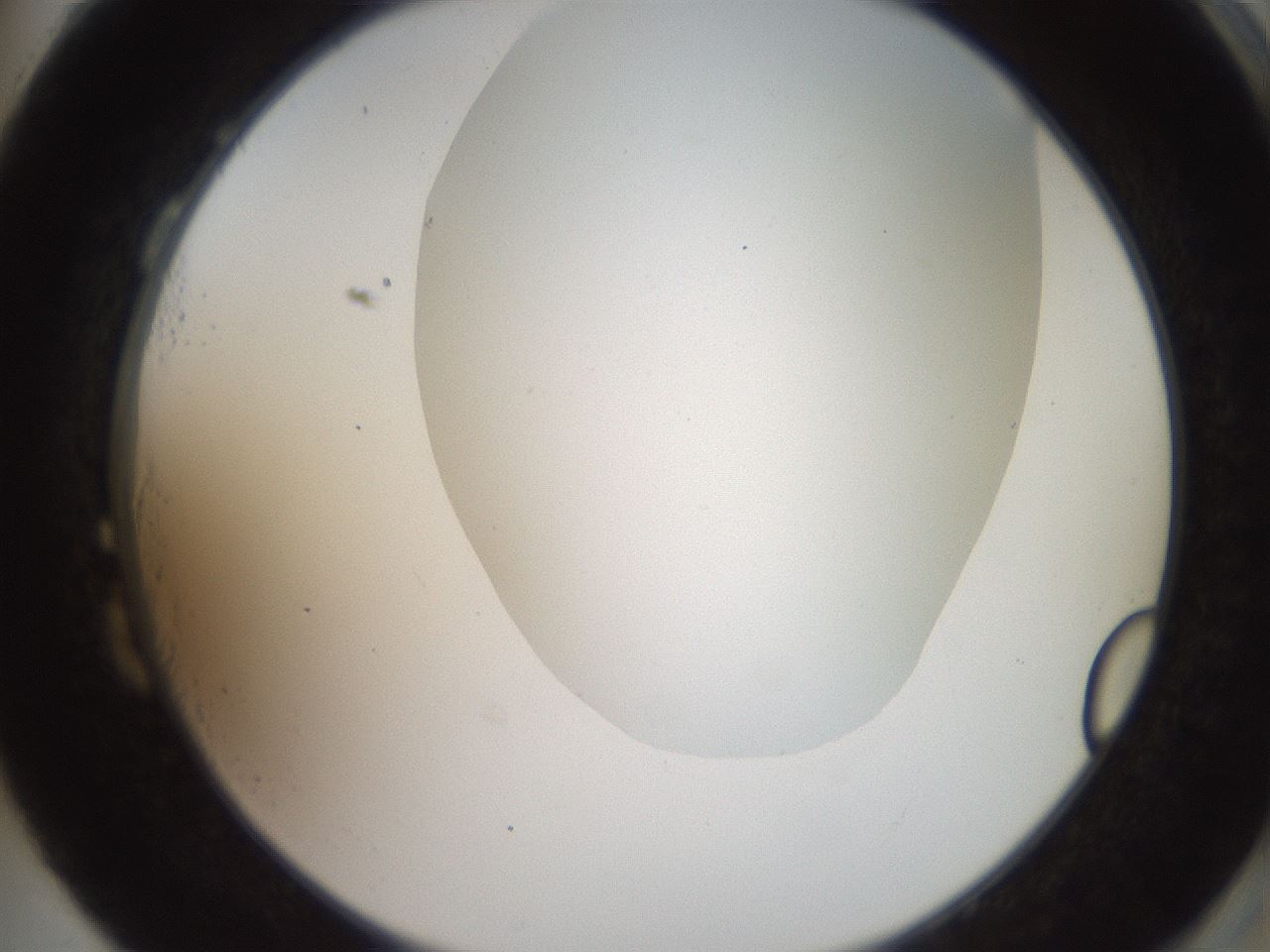 folderID562_plateID2562_batchID12850_wellNum87_profileID1_d2_r195254_ef.jpg