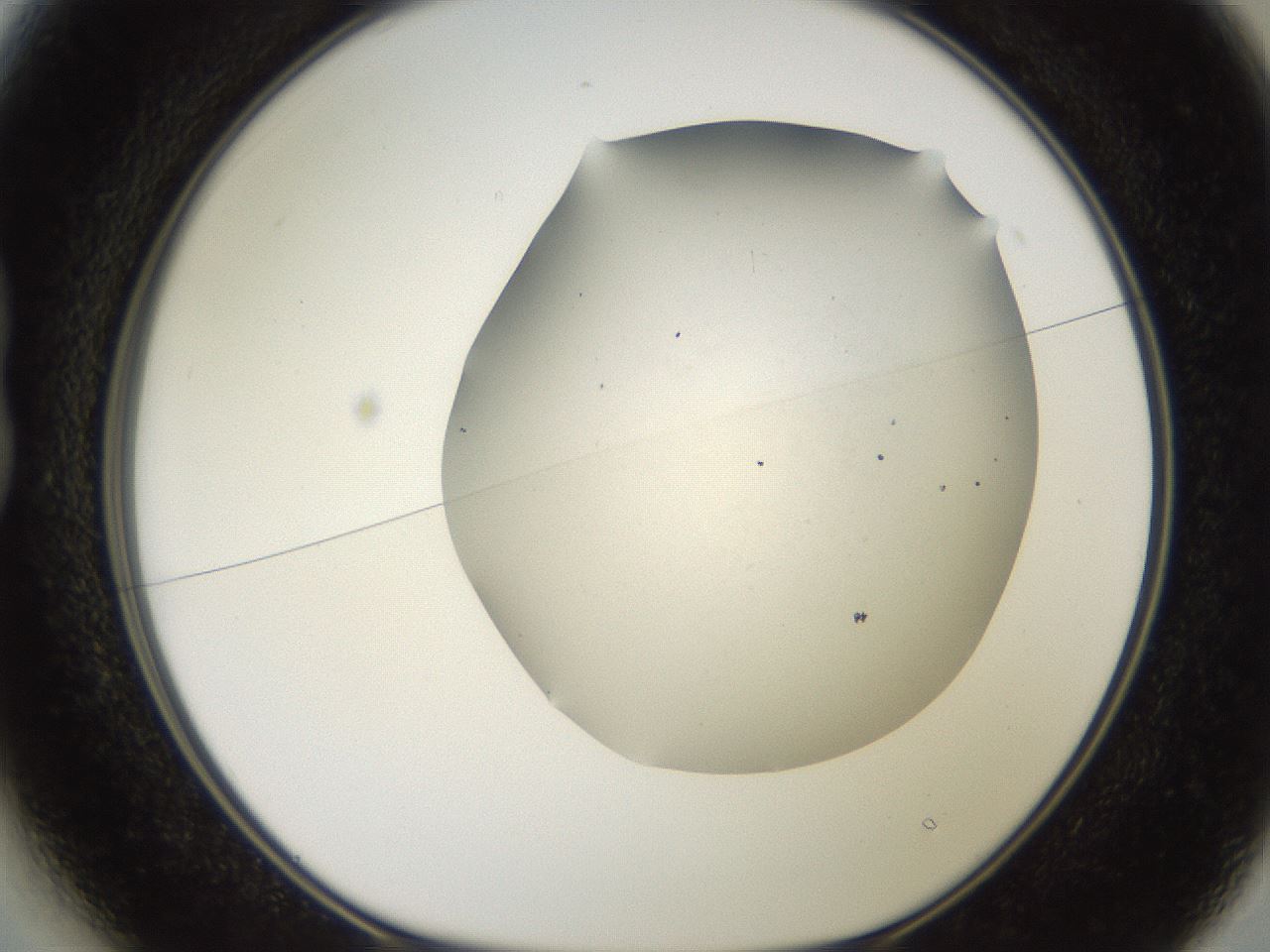 folderID562_plateID2562_batchID13020_wellNum13_profileID1_d1_r195105_ef.jpg