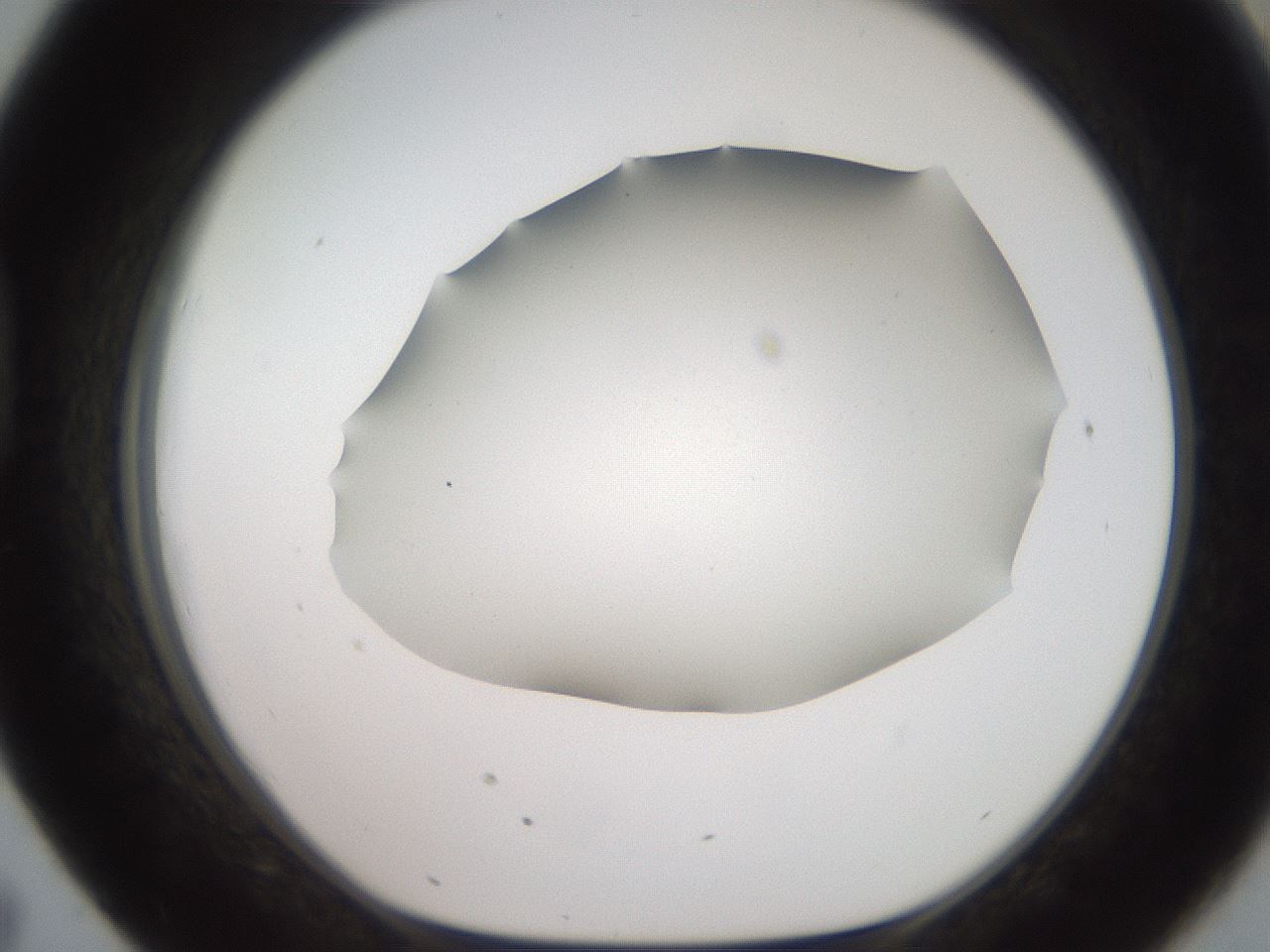 folderID562_plateID2562_batchID13020_wellNum43_profileID1_d1_r195165_ef.jpg