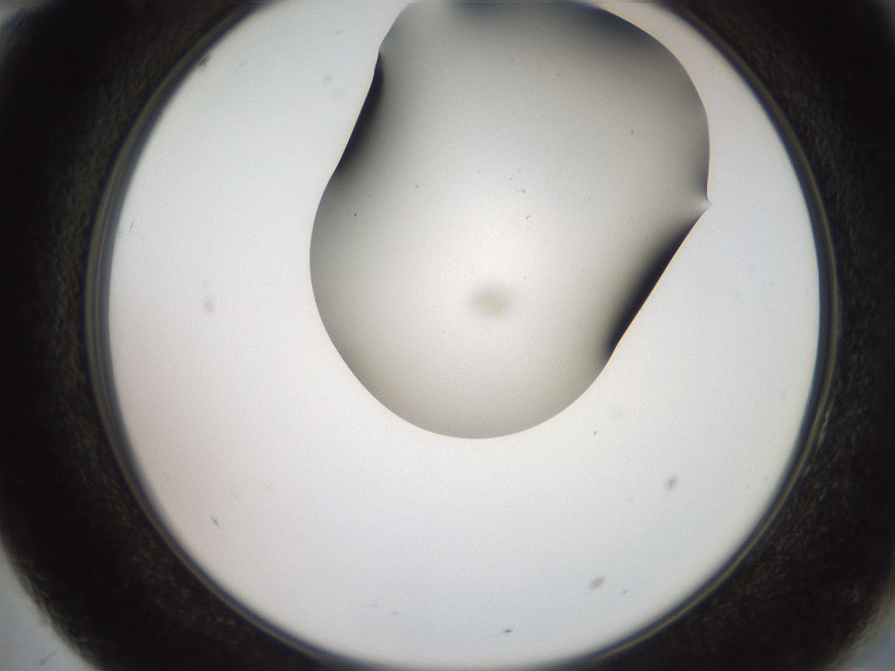 folderID562_plateID2562_batchID12850_wellNum70_profileID1_d2_r195220_ef.jpg