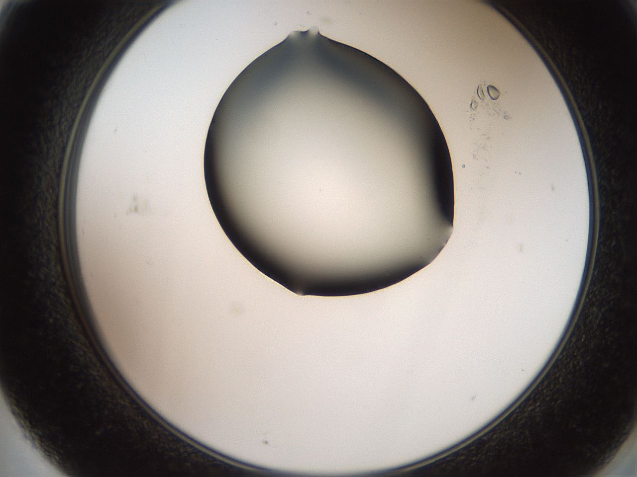 folderID562_plateID2562_batchID12850_wellNum71_profileID1_d2_r195222_ef.jpg