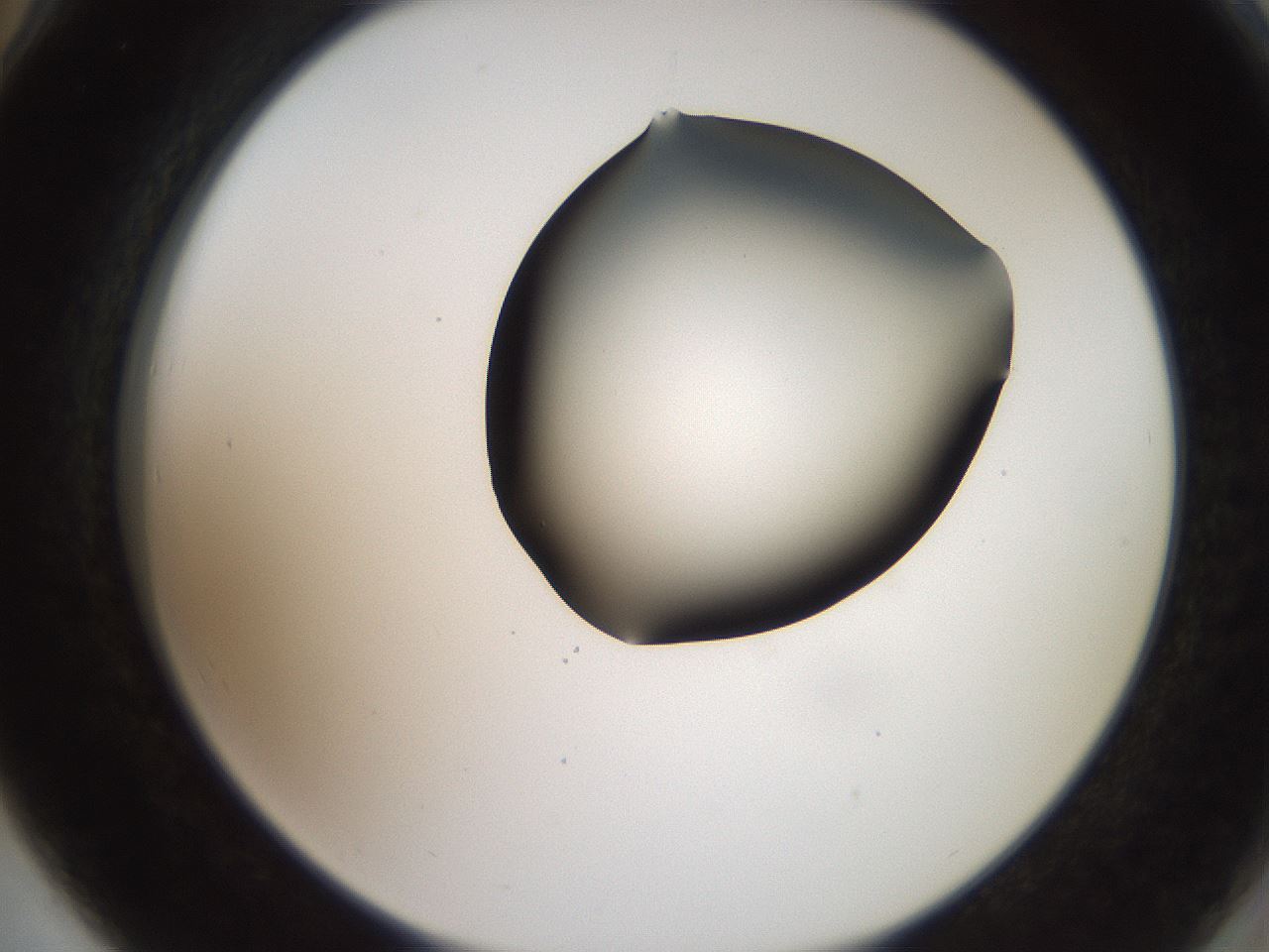 folderID562_plateID2562_batchID12850_wellNum78_profileID1_d2_r195236_ef.jpg