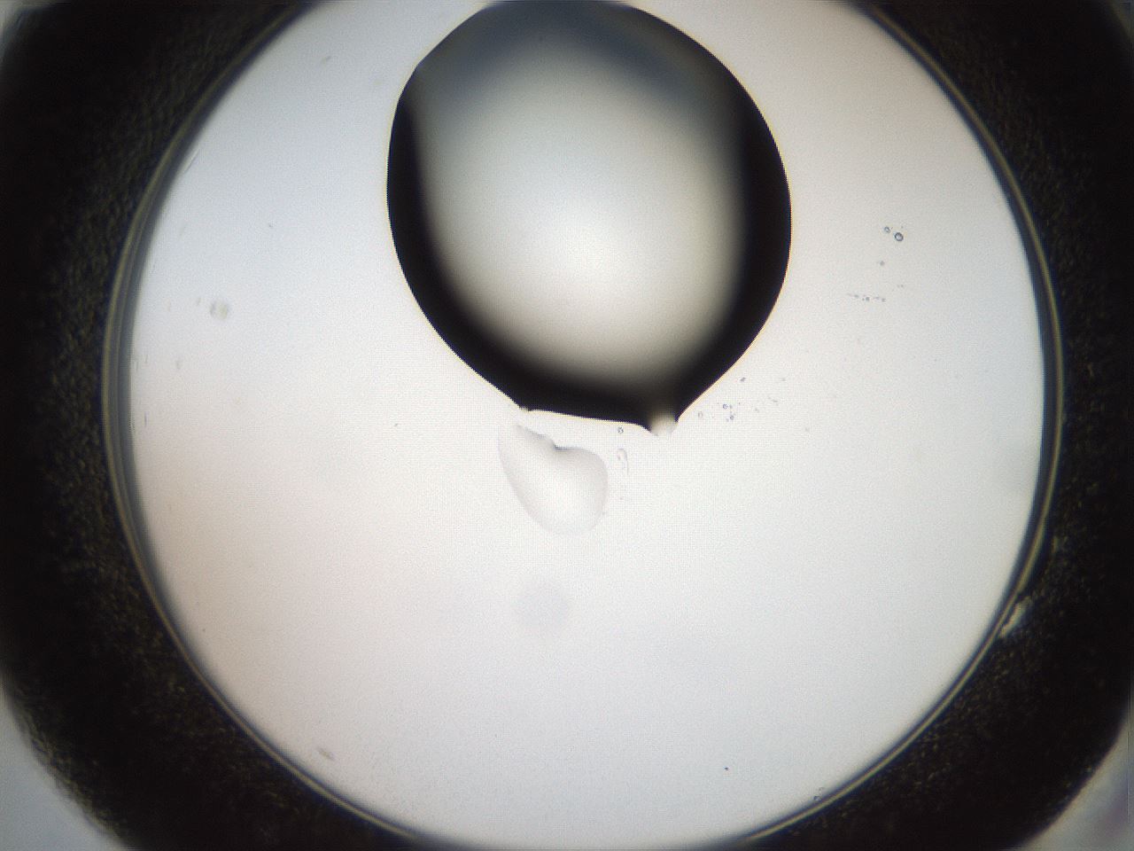folderID562_plateID2562_batchID12850_wellNum83_profileID1_d2_r195246_ef.jpg