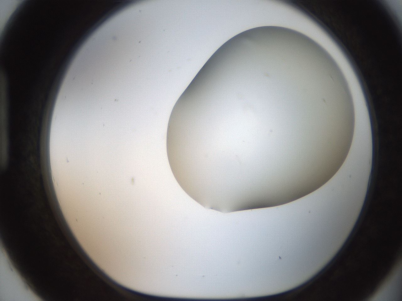 folderID562_plateID2562_batchID12850_wellNum93_profileID1_d1_r195265_ef.jpg