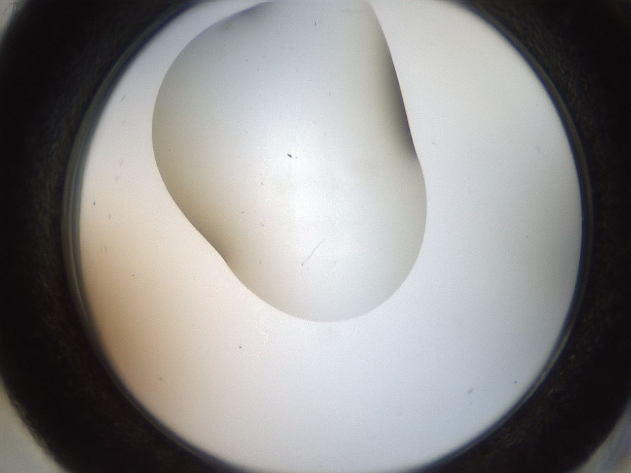 folderID562_plateID2562_batchID12850_wellNum93_profileID1_d2_r195266_ef.jpg