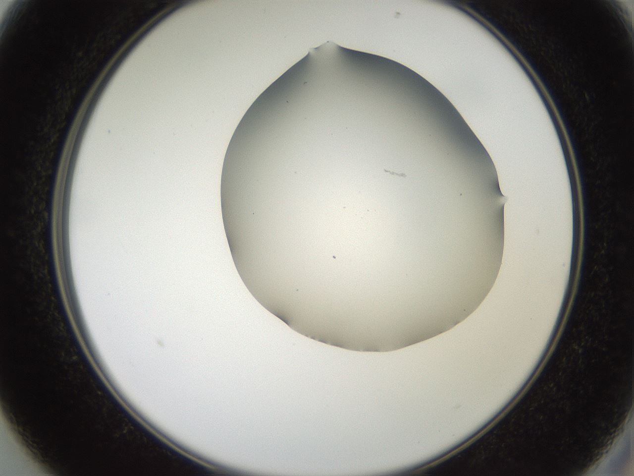 folderID562_plateID2562_batchID13020_wellNum13_profileID1_d2_r195106_ef.jpg