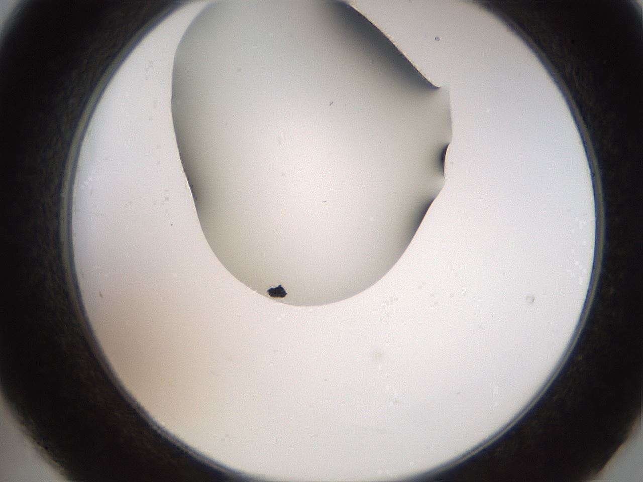 folderID562_plateID2562_batchID13020_wellNum21_profileID1_d2_r195122_ef.jpg