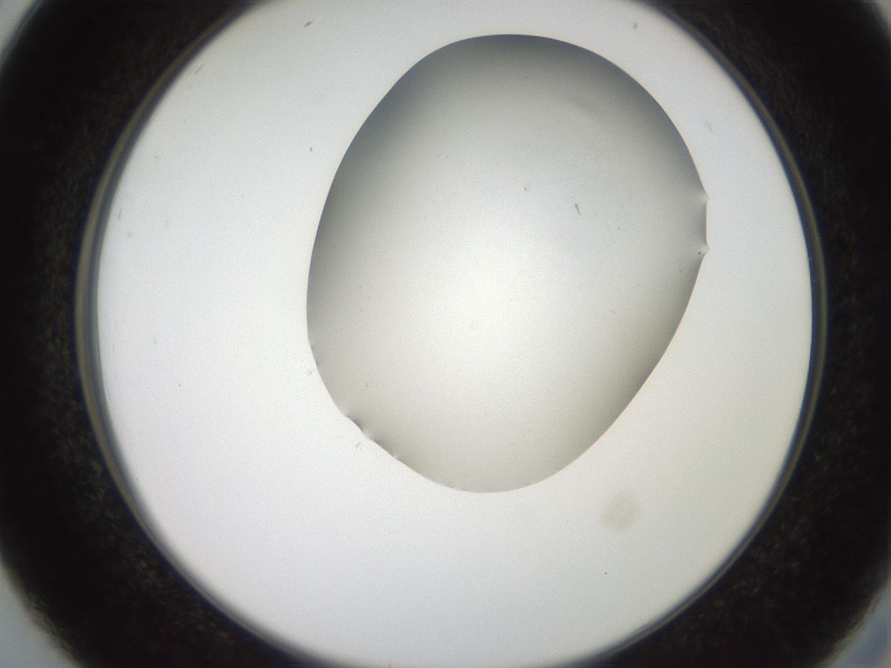 folderID562_plateID2562_batchID13020_wellNum26_profileID1_d2_r195132_ef.jpg