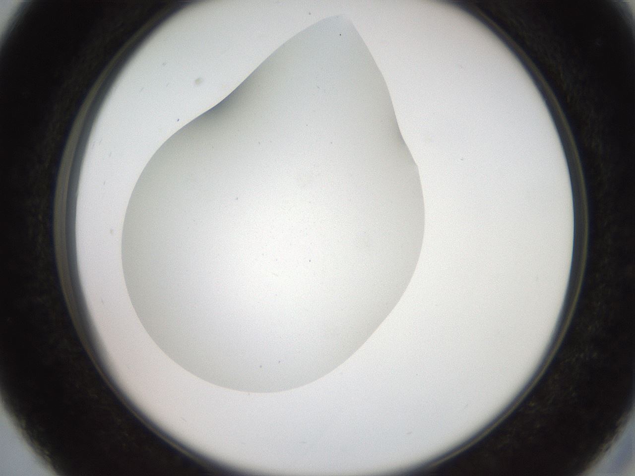 folderID562_plateID2562_batchID13020_wellNum27_profileID1_d2_r195134_ef.jpg