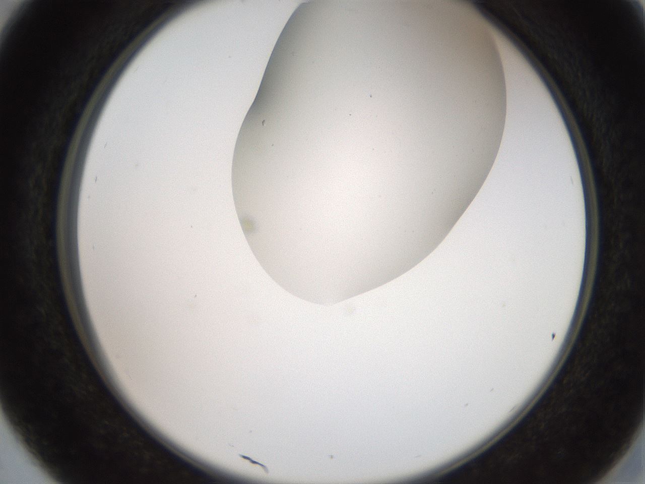 folderID562_plateID2562_batchID13020_wellNum29_profileID1_d2_r195138_ef.jpg
