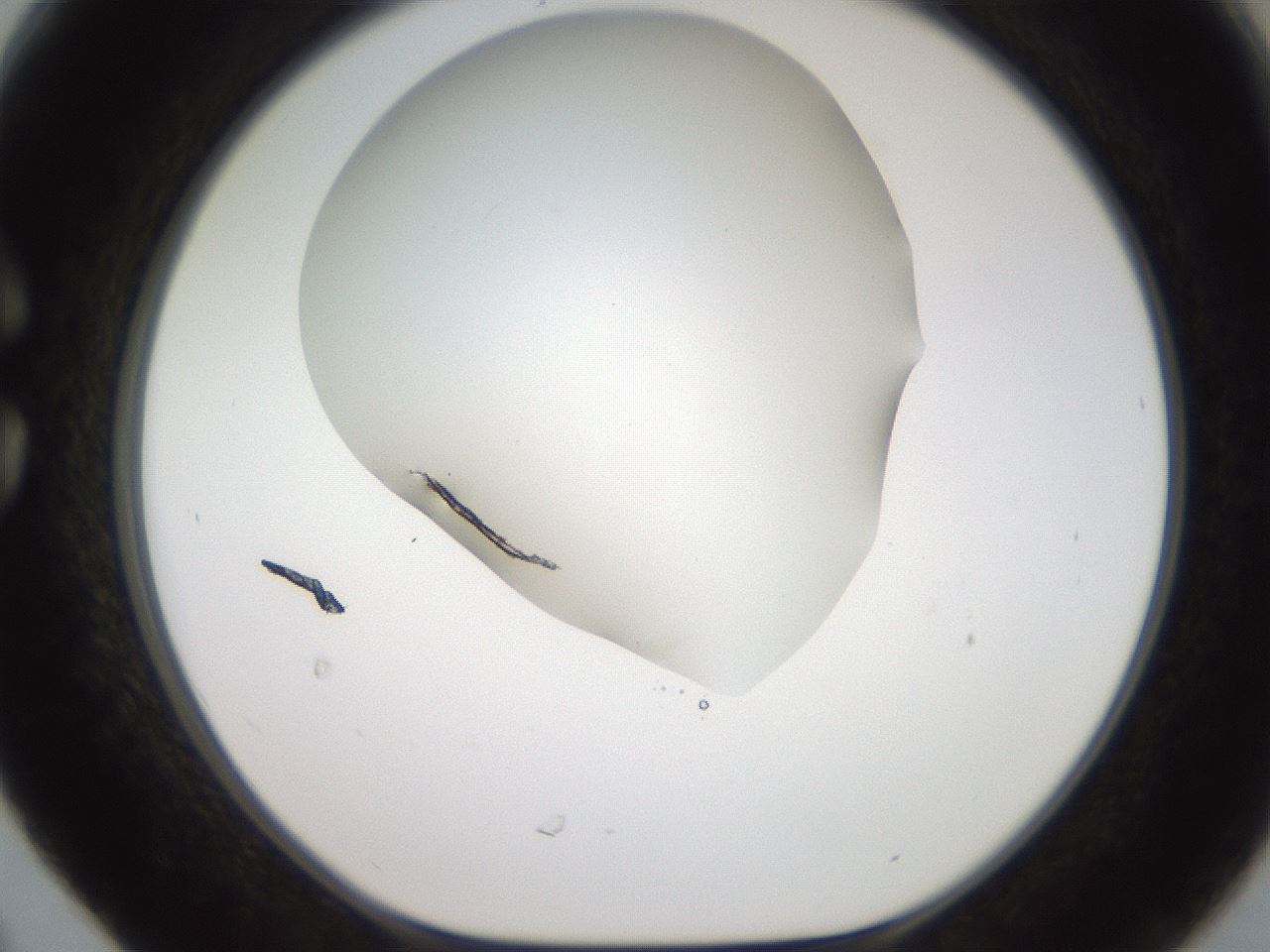 folderID562_plateID2562_batchID13020_wellNum30_profileID1_d1_r195139_ef.jpg