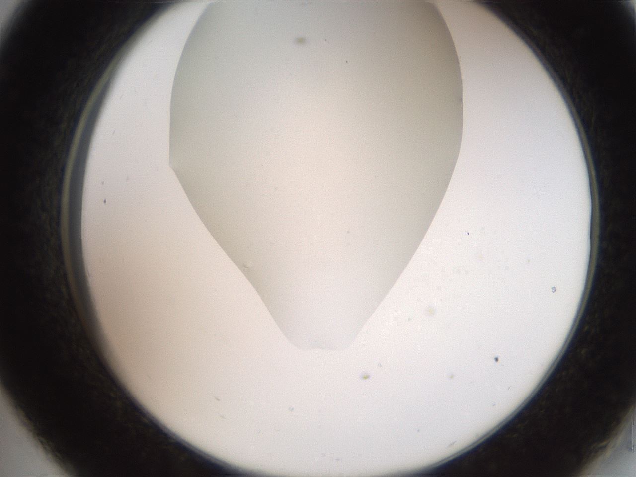 folderID562_plateID2562_batchID13020_wellNum33_profileID1_d2_r195146_ef.jpg