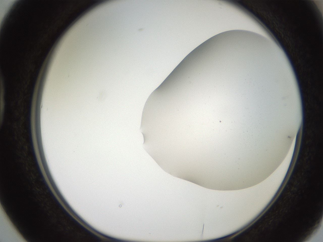 folderID562_plateID2562_batchID13020_wellNum38_profileID1_d1_r195155_ef.jpg