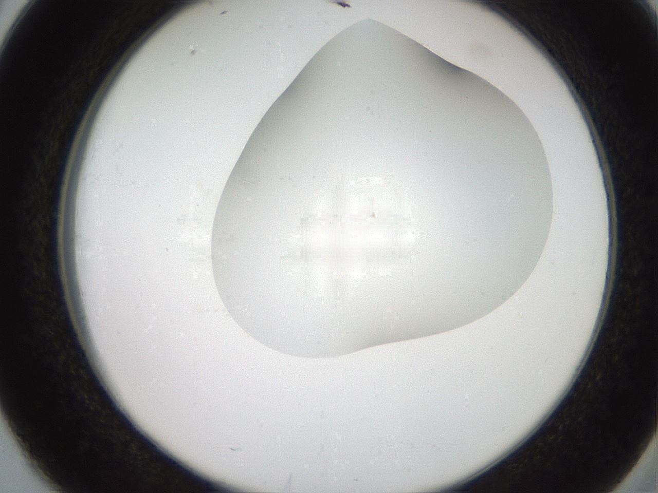folderID562_plateID2562_batchID13020_wellNum38_profileID1_d2_r195156_ef.jpg