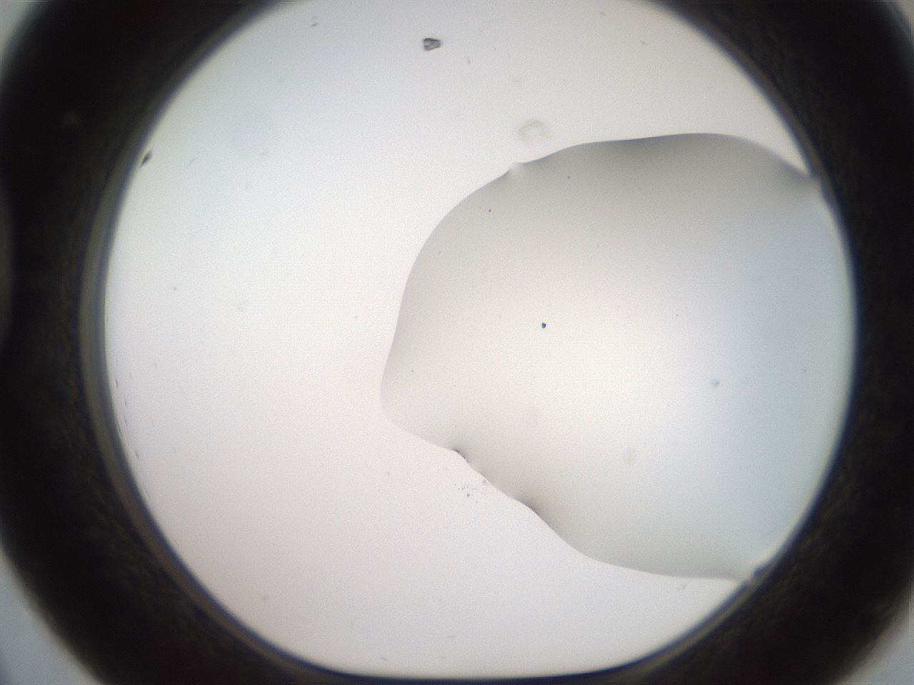 folderID562_plateID2562_batchID13020_wellNum44_profileID1_d1_r195167_ef.jpg