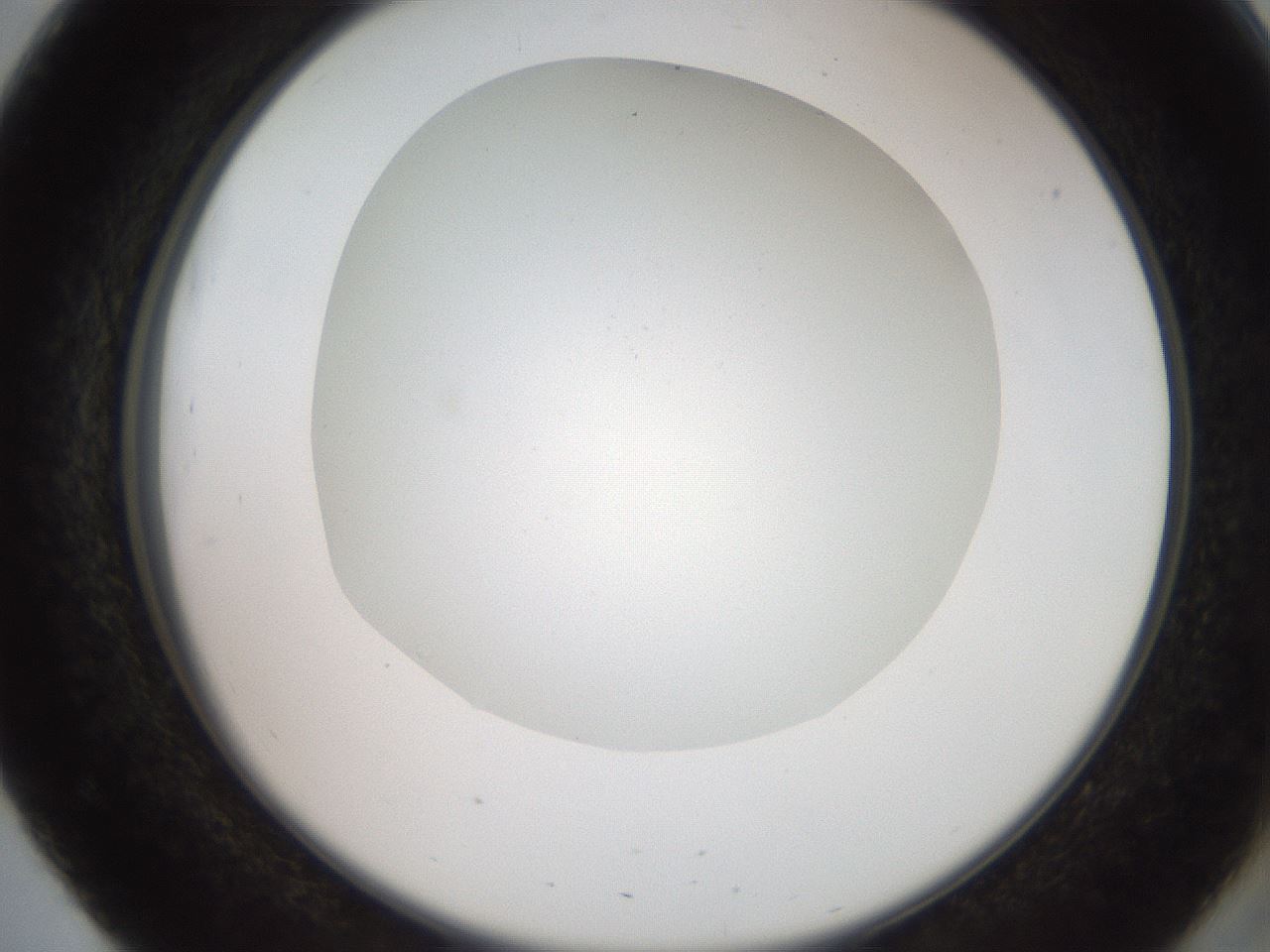 folderID562_plateID2562_batchID13020_wellNum51_profileID1_d2_r195182_ef.jpg