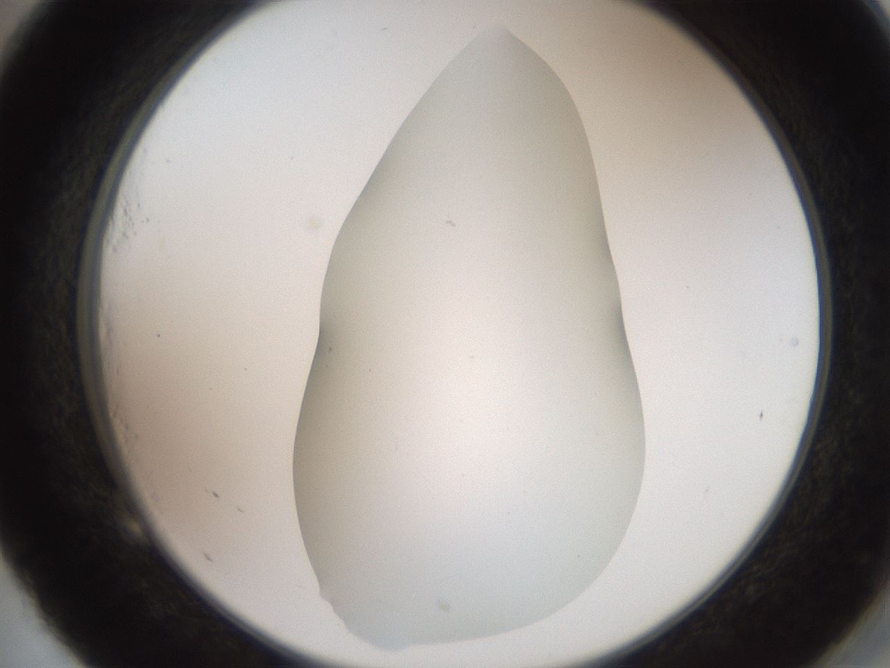 folderID562_plateID2562_batchID13020_wellNum53_profileID1_d2_r195186_ef.jpg